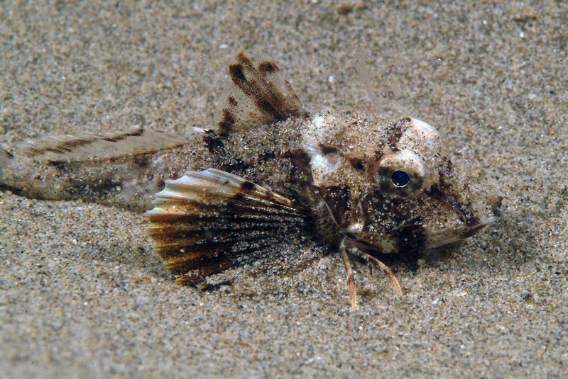 juvenile Chelidonichthys lucerna